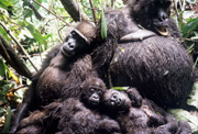 Gorilla-Wilderei