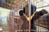 Inhaftiert  » Click to zoom ->