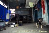 Die Käfige sind klein  » Click to zoom ->