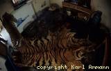 Tigerfell  » Click to zoom ->